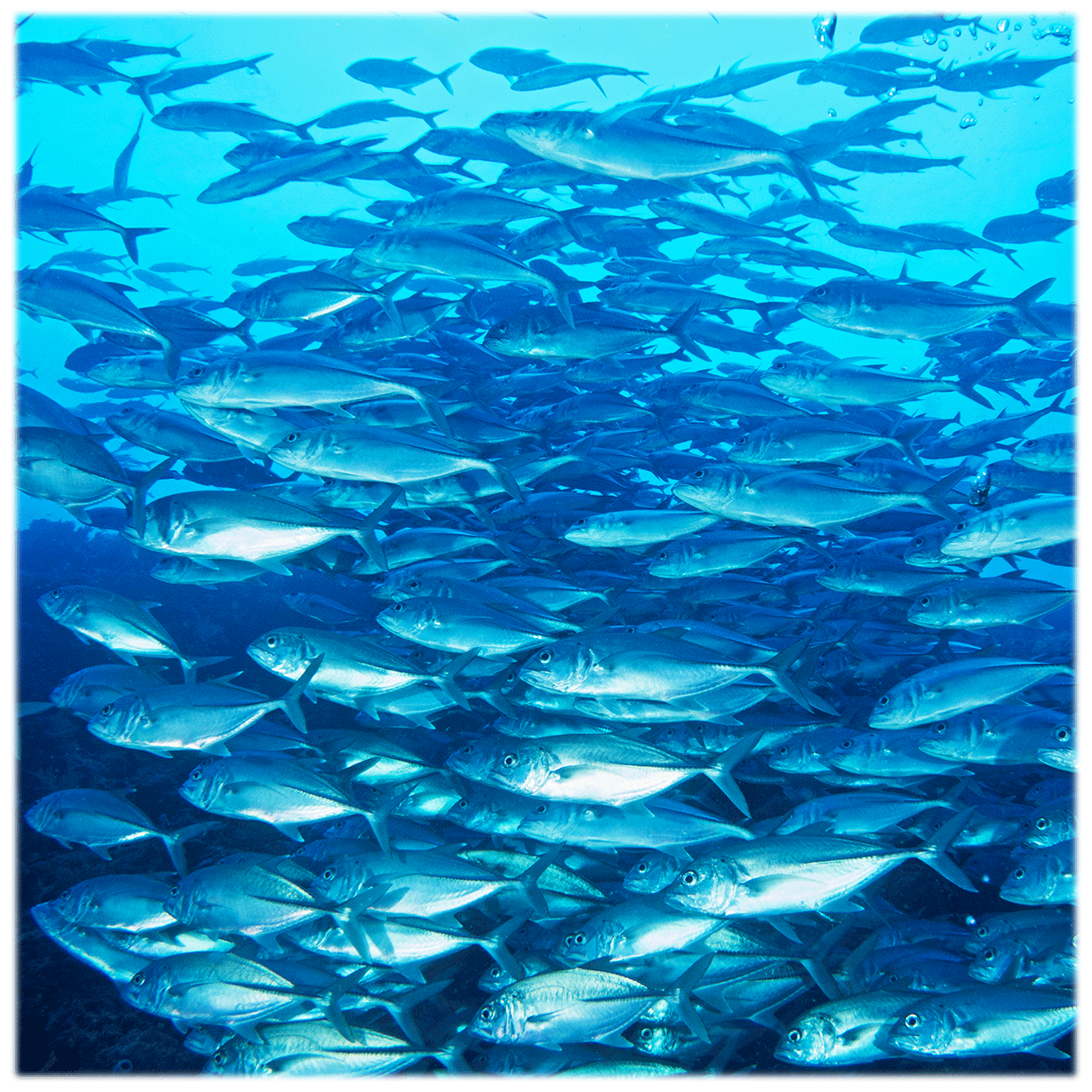 ボホール・バリカサグ島の海の中　ギンガメアジの群れ