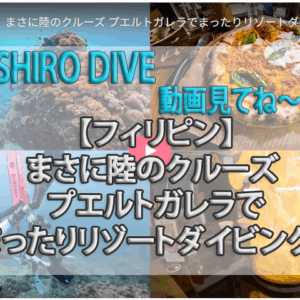 シロダイブさん2025年動画1