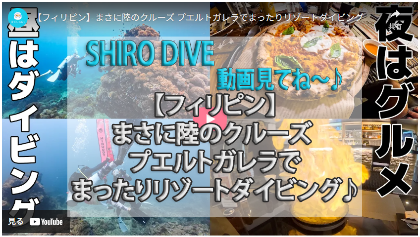 シロダイブさん2025年動画1