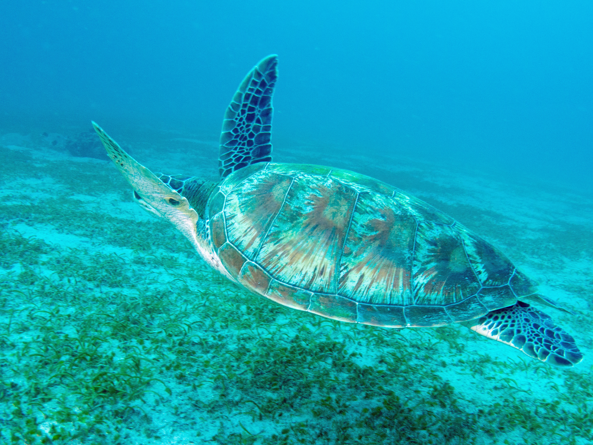 プエルトガレラの海の中　カメ